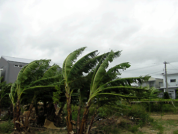 20080718-1.gif