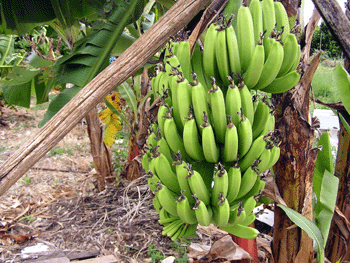 20080718-2.gif