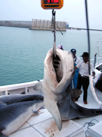 20080905-1.gif