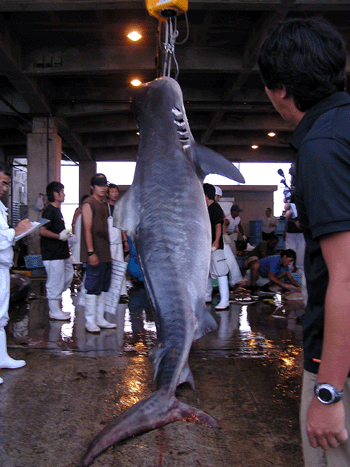 20080905-3.gif