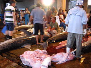 20080905-4.gif