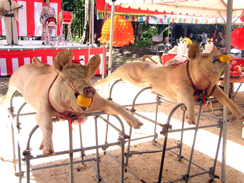 20080921-4.gif 20080921-4.gif