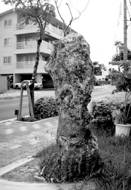 八重山コラム「星見石」