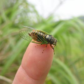 イワサキクサゼミ