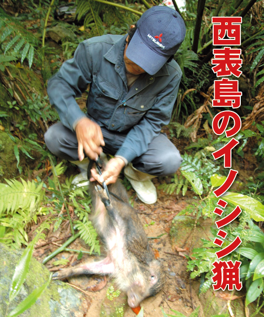 西表島のイノシシ猟